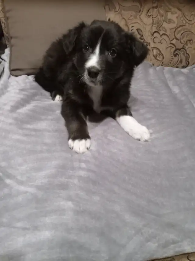 Black Shepherd/Australian Shepherd/Collie cross puppies in Dogs & Puppies for Rehoming in Nelson - Image 6