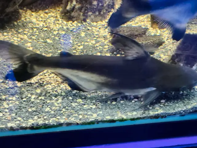 Two nice Paroon Sharks in Fish for Rehoming in Mississauga / Peel Region - Image 3