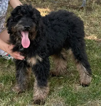 Visit our website for available puppies, more pictures and our puppy application www.tiptopdoodles.c...