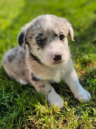 Corgi Poo Puppies, View more