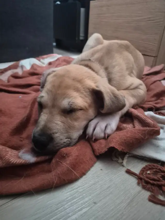Adorable 9–10 Week Old Male Boxer/Rottweiler Mix Puppy in Dogs & Puppies for Rehoming in Oakville / Halton Region - Image 5