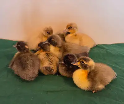 Ducklings, View more