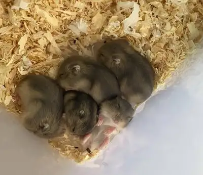 Dwarf Hamster Babies (friendly & hand tame), View more