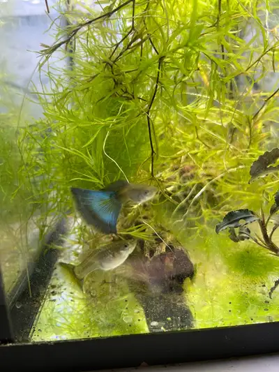 Pair of juvenile. Parents seen in photos show guppies with delta tails and line is Groski American B...
