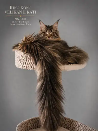 Maine Coon Female TICA, Breeding rights , View more