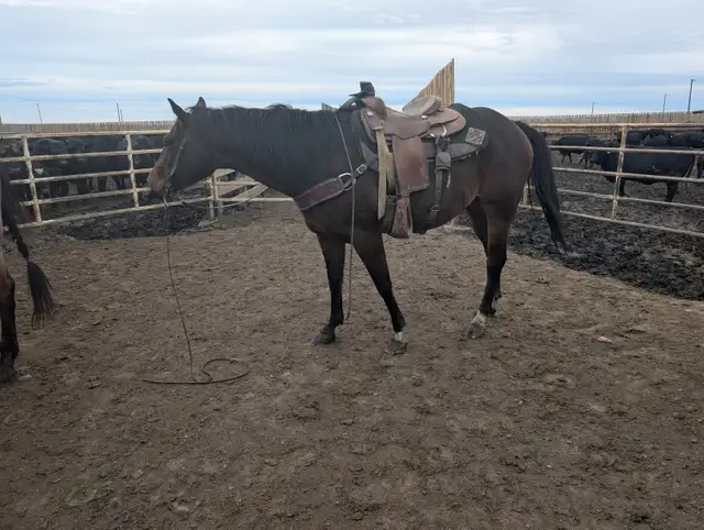 AQHA Bay papered Gelding. 7 yo. Super broke! in Horses & Ponies for Rehoming in Lethbridge - Image 3