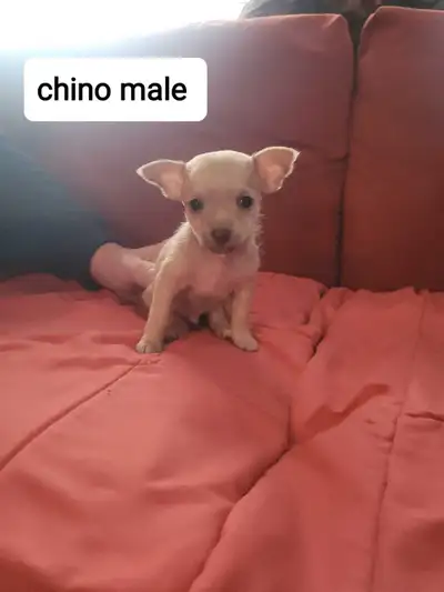 healthy happy beautiful chihuahuas, View more