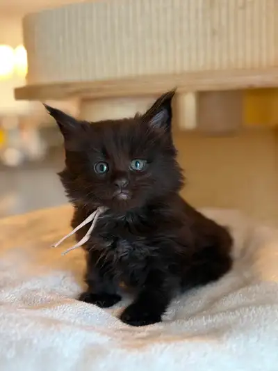 MAINECOON KITTENS AVAILABLE! PUREBRED BLACKSMOKE!, View more