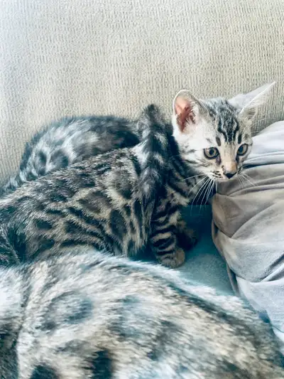 Venez rencontrer nos 4 adorables chatons Bengals ♥️ Ils sont 100% pur de parents enregistrés TICA. C...