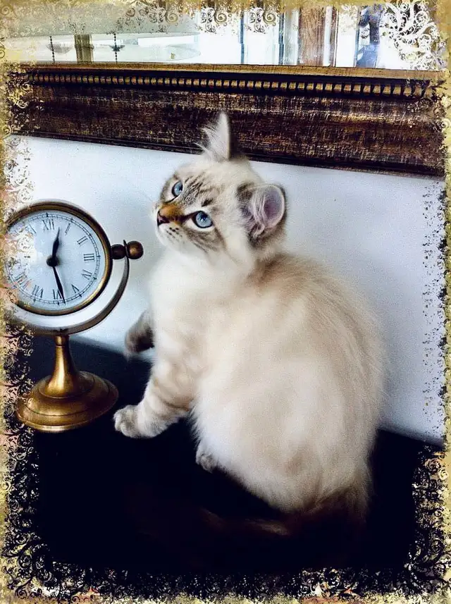 Siberian Kittens (Neva Masquerade). Hypoallergenic/Low Allergen