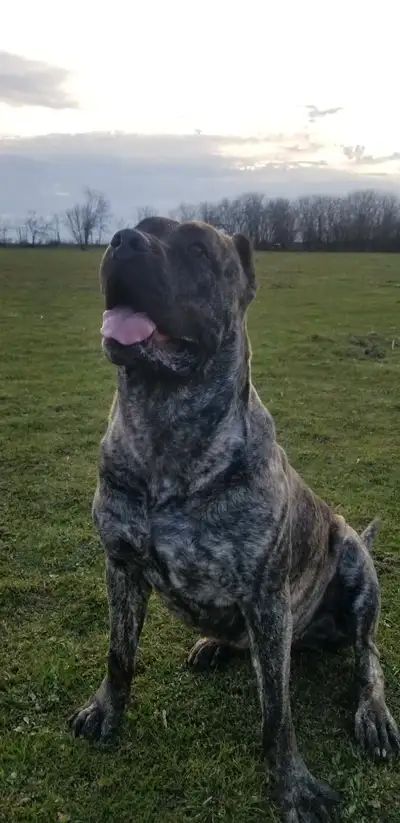 Beautiful Purebred Female Presa canario, View more