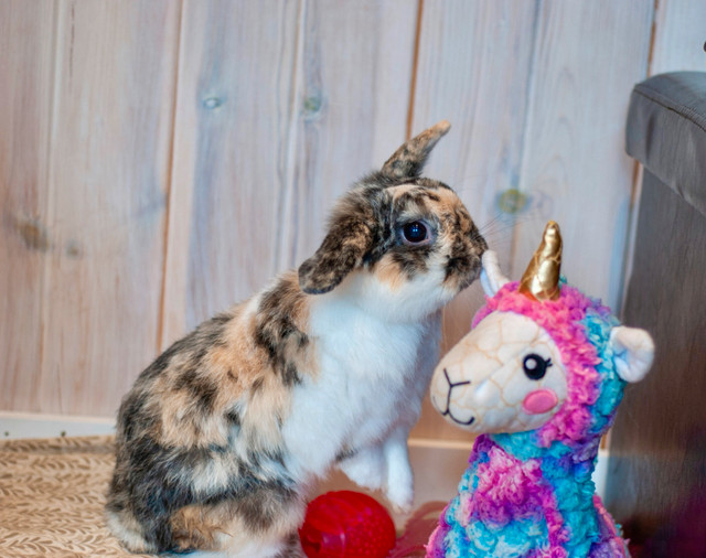 purebred Holland Lop Bunny Rabbit in Small Animals for Rehoming in Gatineau - Image 3