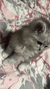 Little Female Siberian Cat