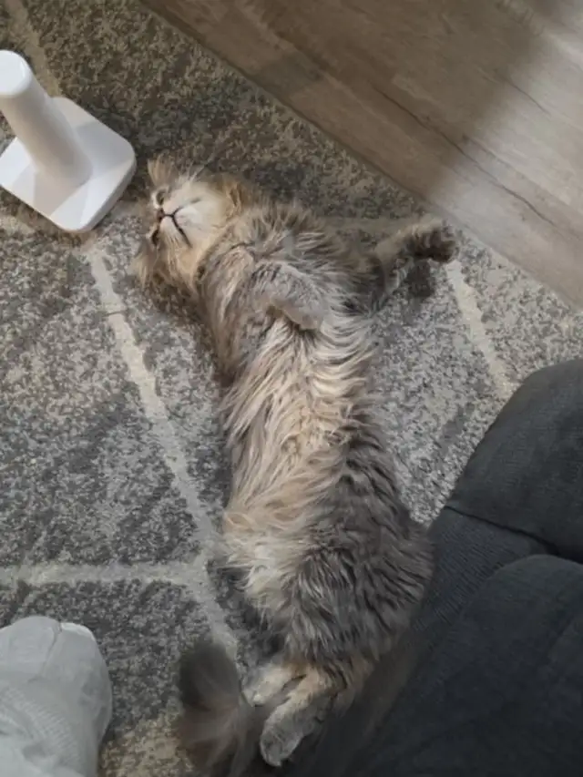 CAT (siberian ragdoll)