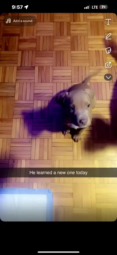 Meet Kash, a healthy, friendly loving puppy, View more