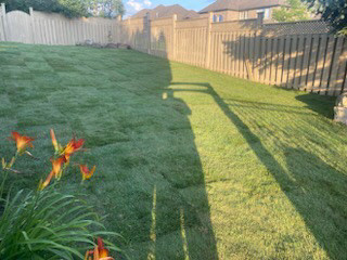 Sod installation  in Lawn, Tree Maintenance & Eavestrough in Kitchener / Waterloo - Image 4