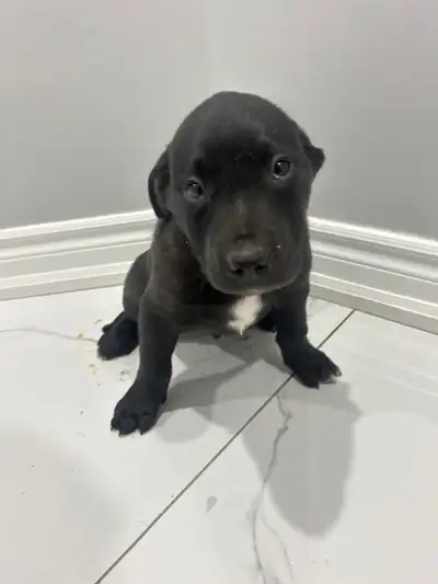 Labrador x Border Collie puppies ready for homes !, View more