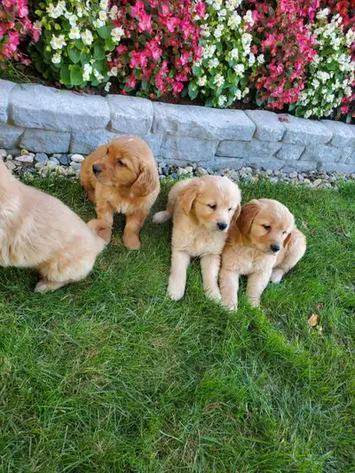 Purebred Golden Retrievers, View more