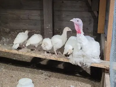 I am selling fertilized/hatching eggs. Eggs will be sold at $65 per dozen. I have 4 different geneti...