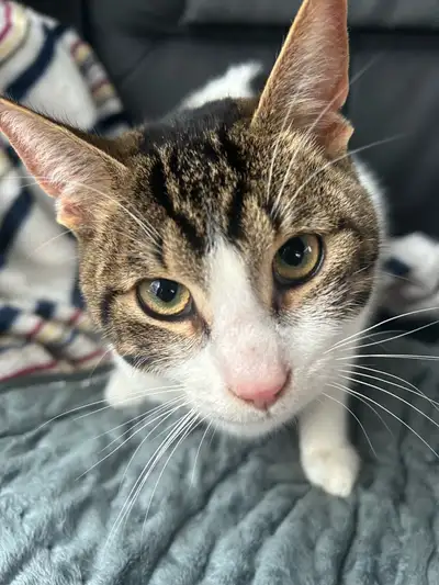 male cats need a home , View more