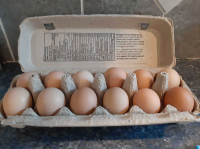 Farm fresh eggs!