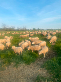 Purebred Dorset Yearling Rams Now Available