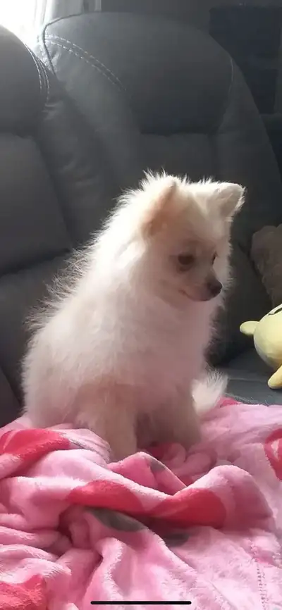 I have 1 female pure breed Pomeranian looking for a good home she is vet check first and second vacc...