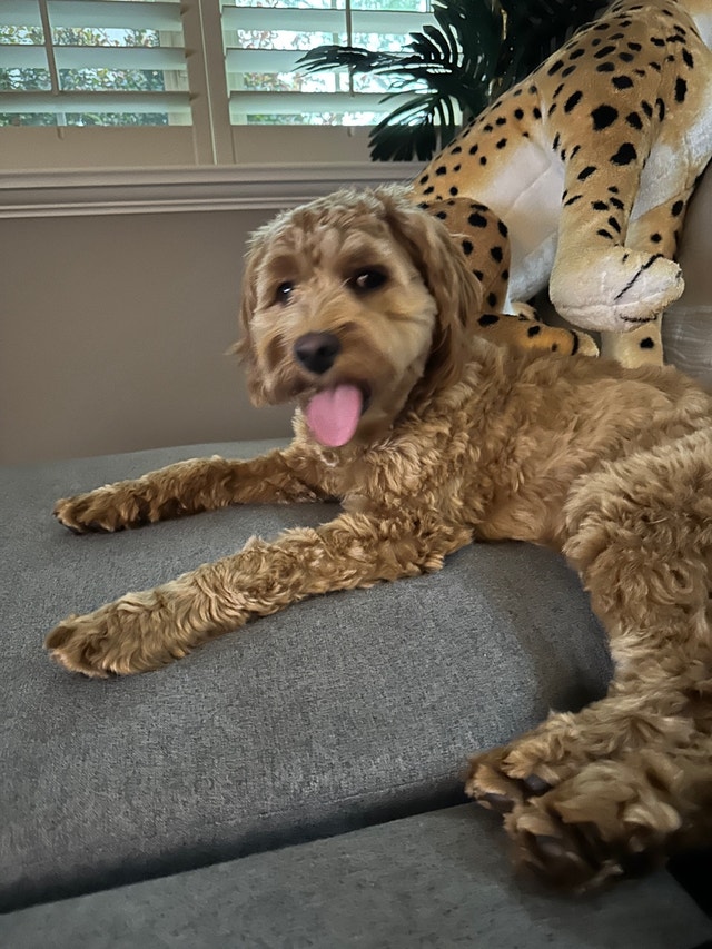 Cockapoo 8 Months Old Dogs & Puppies for Rehoming St. Catharines Kijiji