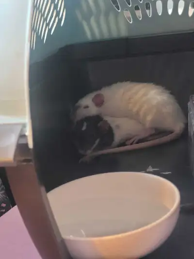 FREE rats to rehome, View more