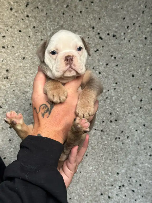 olde English bulldog/ olde bulldog bulldogge in Dogs & Puppies for Rehoming in Delta/Surrey/Langley - Image 3