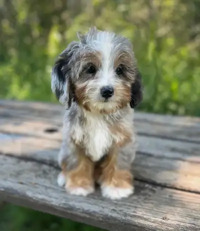 Mini Bernedoodle Puppies *Available!, View more