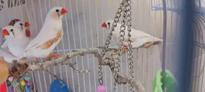 Zebra finch for sale, View more