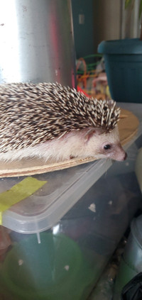 Hedgehog [female] SALE!!!