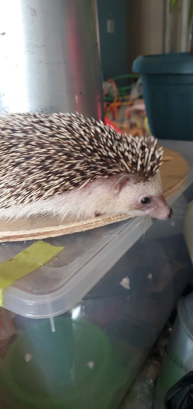 Hedgehog [female] SALE!!! in Small Animals for Rehoming in City of Toronto