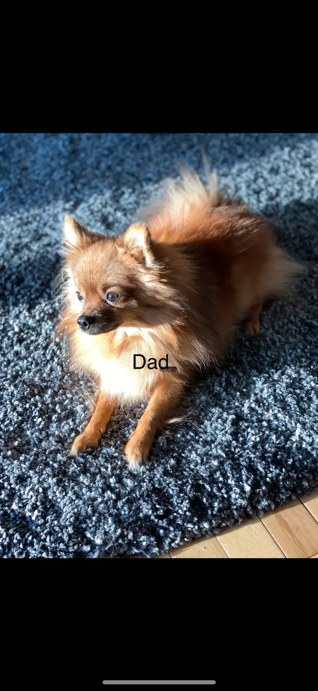 Pomeranian puppies 2boys in Dogs & Puppies for Rehoming in Grande Prairie - Image 7