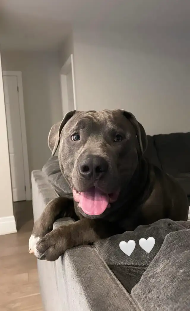 !!!!! 4 year old male beautiful dog !!!!!  (URGENT) in Dogs & Puppies for Rehoming in Markham / York Region - Image 2