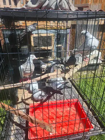 Pigeons for sale, View more