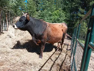 Friendly Bull 