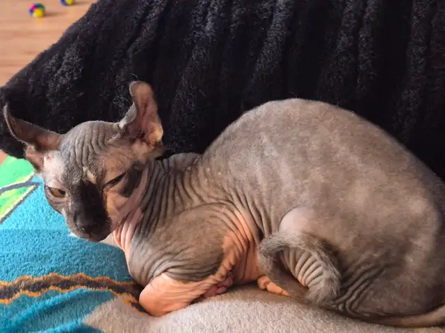Chat Sphynx Elf559280961492756483
