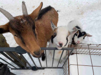 Trio of goats