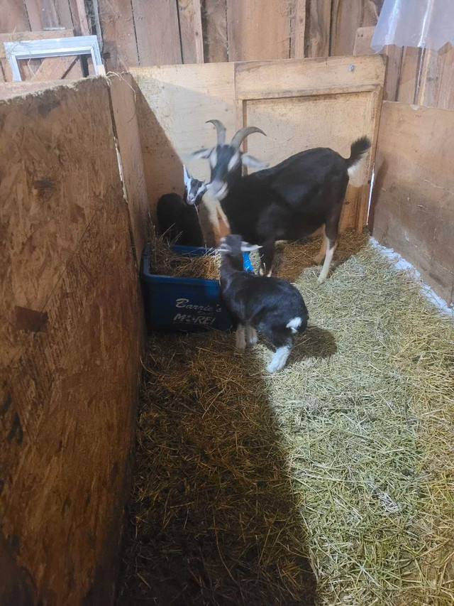 Milk Goats For Sale  in Livestock in Barrie - Image 2