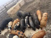 Aug-Sept pigs 
