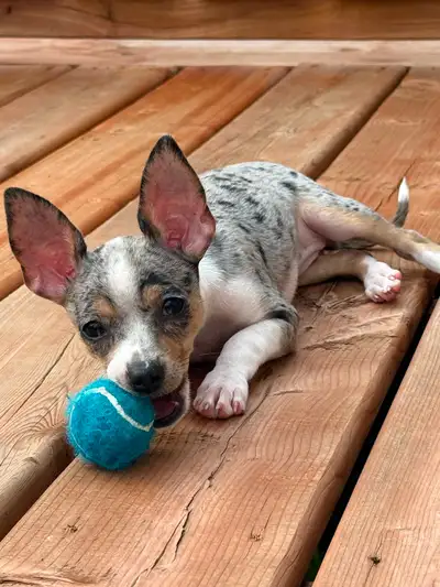 Fur babies looking for their forever home!!, View more