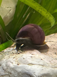 Purple Mystery snails