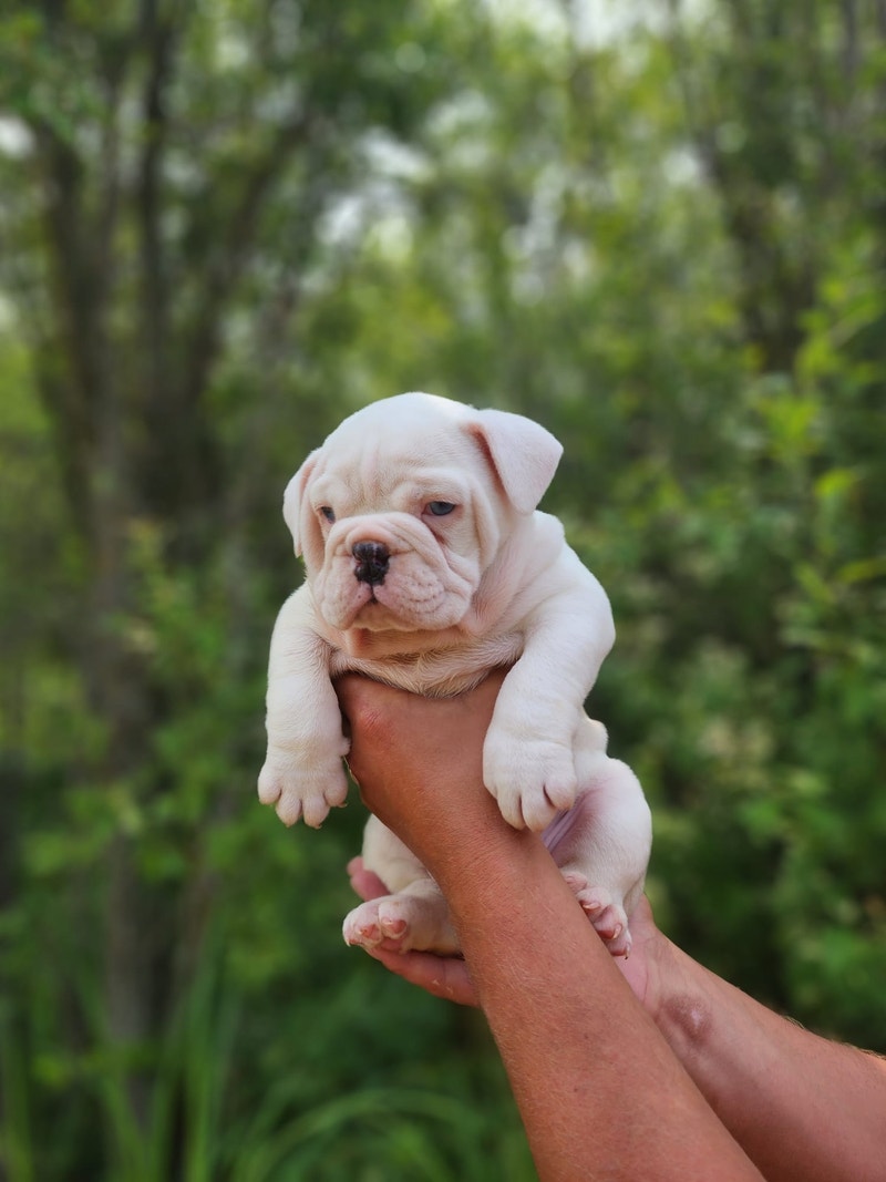 English Bulldog Dogs & Puppies for Rehoming Winnipeg Kijiji