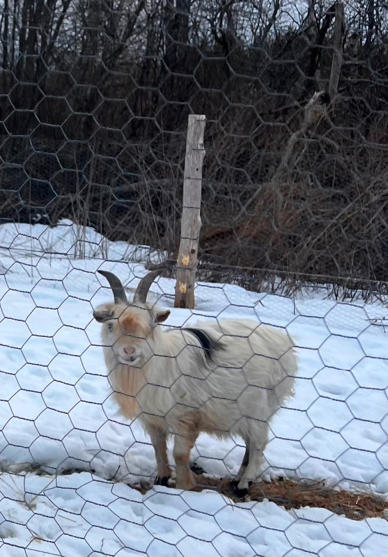 Nigerian Dwarf Buck available in Livestock in Moncton