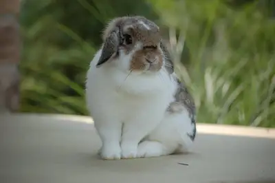 Lop bunny , View more