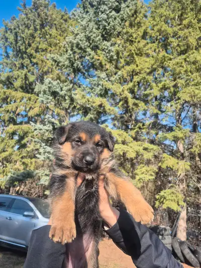 5 weeks old will be ready to go in a week. All girls! Let me know if you interested. We have 2 mom a...