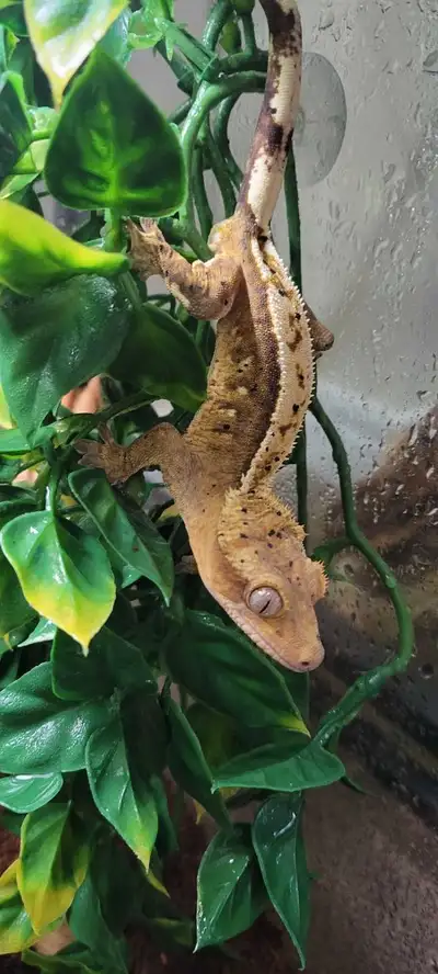 Male crestie for sale! Beautiful markings on him, lively little guy and always sticking his tongue o...