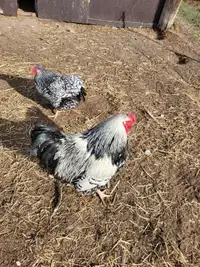  Silver Lace Wyandotte  chickens